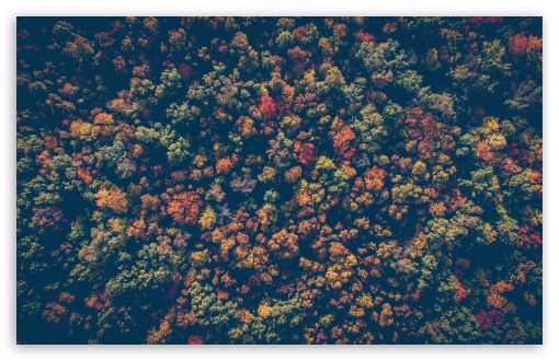 colorful forest wallpaper