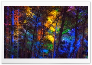 Colorful Forest Trees Ultra HD Wallpaper for 4K UHD Widescreen desktop, tablet & smartphone