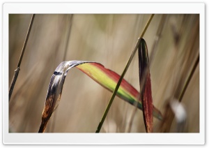 Colorful Frond Ultra HD Wallpaper for 4K UHD Widescreen desktop, tablet & smartphone