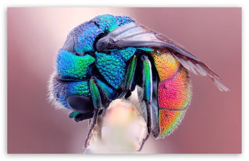 Colorful Insect UltraHD Wallpaper for Wide 16:10 5:3 Widescreen WHXGA WQXGA WUXGA WXGA WGA ; 8K UHD TV 16:9 Ultra High Definition 2160p 1440p 1080p 900p 720p ; Standard 4:3 5:4 3:2 Fullscreen UXGA XGA SVGA QSXGA SXGA DVGA HVGA HQVGA ( Apple PowerBook G4 iPhone 4 3G 3GS iPod Touch ) ; Tablet 1:1 ; iPad 1/2/Mini ; Mobile 4:3 5:3 3:2 16:9 5:4 - UXGA XGA SVGA WGA DVGA HVGA HQVGA ( Apple PowerBook G4 iPhone 4 3G 3GS iPod Touch ) 2160p 1440p 1080p 900p 720p QSXGA SXGA ;