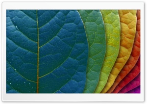 Colorful Leaves Ultra HD Wallpaper for 4K UHD Widescreen desktop, tablet & smartphone