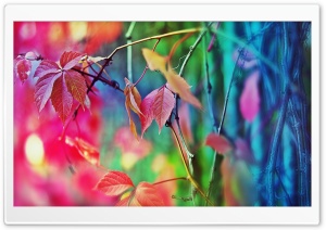 Colorful Leaves Ultra HD Wallpaper for 4K UHD Widescreen desktop, tablet & smartphone