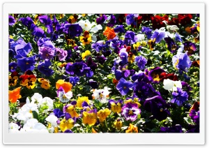 Colorful Pansies 4K UHD Wallpaper for Widescreen and UltraWide Desktop, UltraHD TV, Smartphone, Tablet
