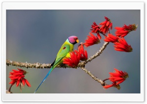 Colorful Parrot Perched on a Blossom Branch Ultra HD Wallpaper for 4K UHD Widescreen Desktop, Lockscreen, Screensaver, TV, Tablet, Smartphone