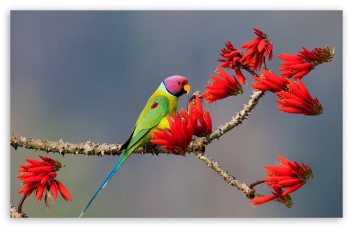 Colorful Parrot Perched on a Blossom Branch UltraHD Wallpaper for UHD 16:9 ; HD 16:9 ; UltraWide 21:9 24:10 32:9 32:10 ; Widescreen 16:10 5:3 ; Fullscreen 4:3 5:4 3:2 ; Tablet 1:1 ; Mobile 9:16 9:19.5 9:20 10:16 2:3 3:5 3:4 ; Dual 16:10 5:3 16:9 4:3 5:4 3:2 ;