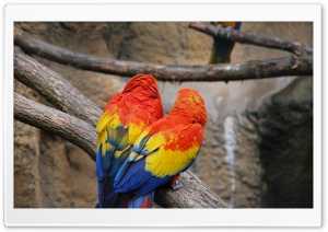 Colorful Parrots Ultra HD Wallpaper for 4K UHD Widescreen desktop, tablet & smartphone