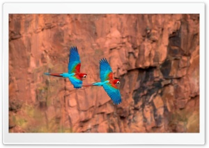 Colorful Parrots Flying Ultra HD Wallpaper for 4K UHD Widescreen Desktop, Lockscreen, Screensaver, TV, Tablet, Smartphone