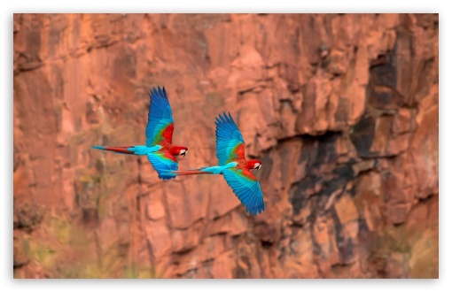 Colorful Parrots Flying UltraHD Wallpaper for UHD 16:9 ; HD 16:9 ; UltraWide 21:9 24:10 32:9 32:10 ; Widescreen 16:10 5:3 ; Fullscreen 4:3 5:4 3:2 ; Tablet 1:1 ; Mobile 9:16 9:19.5 9:20 10:16 2:3 3:5 3:4 ; Dual 16:10 5:3 16:9 4:3 5:4 3:2 ;