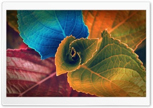 Colorful Plant Ultra HD Wallpaper for 4K UHD Widescreen desktop, tablet & smartphone