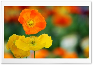 Colorful Poppies Flowers Ultra HD Wallpaper for 4K UHD Widescreen desktop, tablet & smartphone