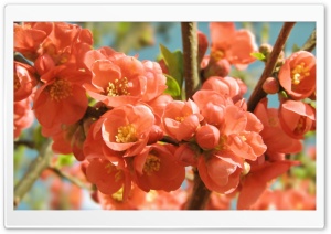 Colorful Spring Ultra HD Wallpaper for 4K UHD Widescreen desktop, tablet & smartphone