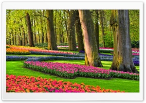 Colorful Spring Gardens, Holland, Netherlands Ultra HD Wallpaper for 4K UHD Widescreen desktop, tablet & smartphone