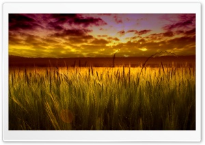 Colorful Sunset Over Wheat Field Ultra HD Wallpaper for 4K UHD Widescreen desktop, tablet & smartphone