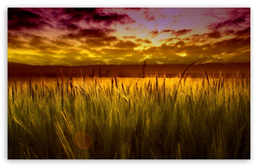 wheat field background sunset