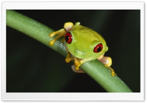 Colorful Tree Frog Ultra HD Wallpaper for 4K UHD Widescreen desktop, tablet & smartphone