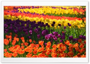 Colorful Tulips 1 Ultra HD Wallpaper for 4K UHD Widescreen desktop, tablet & smartphone