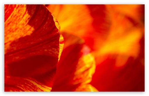 Colorful Tulips Ultra HD Desktop Background Wallpaper for 4K UHD TV ...