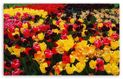 Colorful Tulips UltraHD Wallpaper for 8K UHD TV 16:9 Ultra High Definition 2160p 1440p 1080p 900p 720p ; Widescreen 16:10 5:3 WHXGA WQXGA WUXGA WXGA WGA ; Fullscreen 4:3 5:4 3:2 UXGA XGA SVGA QSXGA SXGA DVGA HVGA HQVGA ( Apple PowerBook G4 iPhone 4 3G 3GS iPod Touch ) ; Tablet 1:1 ; Mobile 3:5 3:4 - ; Dual 16:10 5:3 16:9 4:3 5:4 WHXGA WQXGA WUXGA WXGA WGA 2160p 1440p 1080p 900p 720p UXGA XGA SVGA QSXGA SXGA ;