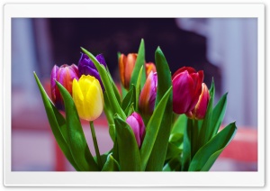 Colorful Tulips Bouquet Ultra HD Wallpaper for 4K UHD Widescreen desktop, tablet & smartphone