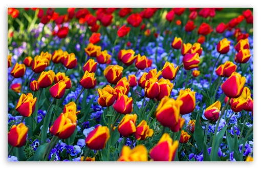 Colorfun Tulips Flowers Garden UltraHD Wallpaper for Wide 16:10 5:3 Widescreen WHXGA WQXGA WUXGA WXGA WGA ; UltraWide 21:9 24:10 ; 8K UHD TV 16:9 Ultra High Definition 2160p 1440p 1080p 900p 720p ; UHD 16:9 2160p 1440p 1080p 900p 720p ; Standard 4:3 5:4 3:2 Fullscreen UXGA XGA SVGA QSXGA SXGA DVGA HVGA HQVGA ( Apple PowerBook G4 iPhone 4 3G 3GS iPod Touch ) ; Smartphone 16:9 3:2 5:3 2160p 1440p 1080p 900p 720p DVGA HVGA HQVGA ( Apple PowerBook G4 iPhone 4 3G 3GS iPod Touch ) WGA ; Tablet 1:1 ; iPad 1/2/Mini ; Mobile 4:3 5:3 3:2 16:9 5:4 - UXGA XGA SVGA WGA DVGA HVGA HQVGA ( Apple PowerBook G4 iPhone 4 3G 3GS iPod Touch ) 2160p 1440p 1080p 900p 720p QSXGA SXGA ;
