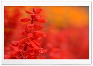 Colors Everywere Ultra HD Wallpaper for 4K UHD Widescreen desktop, tablet & smartphone