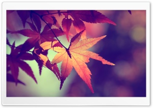 Colors of fall Ultra HD Wallpaper for 4K UHD Widescreen desktop, tablet & smartphone