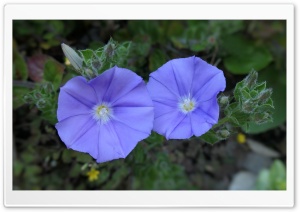 Colour Purple Ultra HD Wallpaper for 4K UHD Widescreen desktop, tablet & smartphone