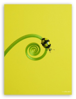 Colourful Bug UltraHD Wallpaper for Mobile 3:5 3:4 ;