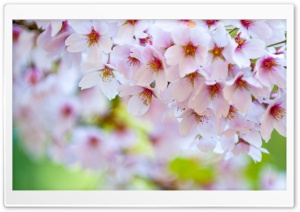 Colours of Spring Ultra HD Wallpaper for 4K UHD Widescreen desktop, tablet & smartphone