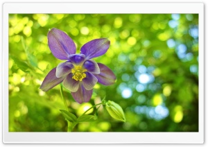 Columbine Flower, Green Bokeh Background Ultra HD Wallpaper for 4K UHD Widescreen desktop, tablet & smartphone
