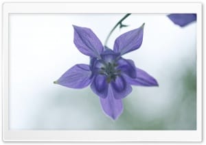 Columbine Flower Macro, Light Background 4K UHD Wallpaper for Widescreen and UltraWide Desktop, UltraHD TV, Smartphone, Tablet