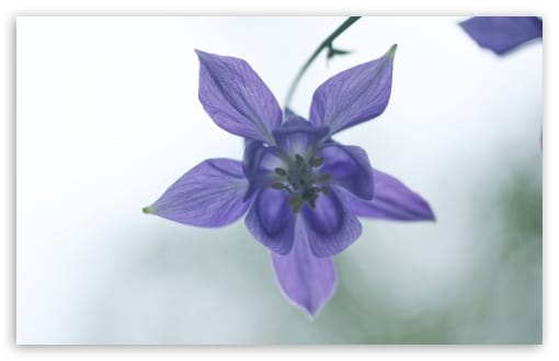 Columbine Flower Macro, Light Background UltraHD Wallpaper for UHD 16:9 ; HD 16:9 ; UltraWide 21:9 24:10 32:9 32:10 ; Widescreen 16:10 ; Fullscreen 3:2 ; Tablet 1:1 ; Mobile 9:16 9:19.5 9:20 9:21 9:22 ; Dual 16:10 16:9 ;