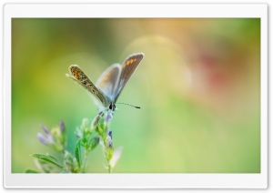 Common Blue Butterfly Macro Ultra HD Wallpaper for 4K UHD Widescreen desktop, tablet & smartphone