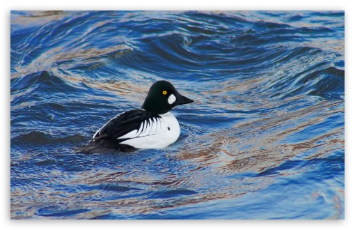 Common Goldeneye UltraHD Wallpaper for HD 16:9 ; UltraWide 32:9 32:10 ; Widescreen 16:10 5:3 ; Fullscreen 4:3 5:4 3:2 ; Tablet 1:1 ; Mobile 3:4 ; Dual 16:10 5:3 16:9 4:3 5:4 ;