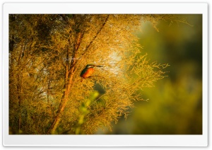Common kingfisher Ultra HD Wallpaper for 4K UHD Widescreen desktop, tablet & smartphone
