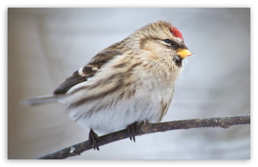 Common Redpoll UltraHD Wallpaper for 8K UHD TV 16:9 Ultra High Definition 2160p 1440p 1080p 900p 720p ; Widescreen 16:10 5:3 WHXGA WQXGA WUXGA WXGA WGA ; Fullscreen 4:3 5:4 3:2 UXGA XGA SVGA QSXGA SXGA DVGA HVGA HQVGA ( Apple PowerBook G4 iPhone 4 3G 3GS iPod Touch ) ;