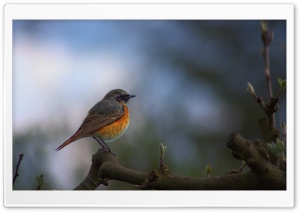 Common Redstart Bird Ultra HD Wallpaper for 4K UHD Widescreen desktop, tablet & smartphone