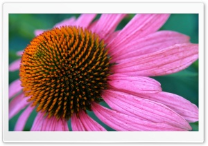 Cone Flower Ultra HD Wallpaper for 4K UHD Widescreen desktop, tablet & smartphone
