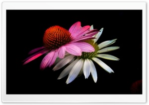 Cone Flowers, Black Background Ultra HD Wallpaper for 4K UHD Widescreen desktop, tablet & smartphone