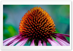 Coneflower Ultra HD Wallpaper for 4K UHD Widescreen desktop, tablet & smartphone