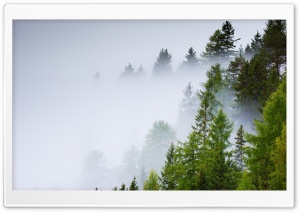 Conifer Forest, Mist, Rainy Day Ultra HD Wallpaper for 4K UHD Widescreen desktop, tablet & smartphone
