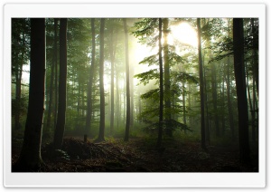 Coniferous Forest Ultra HD Wallpaper for 4K UHD Widescreen desktop, tablet & smartphone