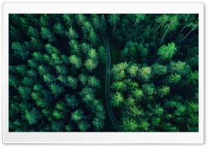 Coniferous Forest Aerial View Ultra HD Wallpaper for 4K UHD Widescreen Desktop, Lockscreen, Screensaver, TV, Tablet, Smartphone