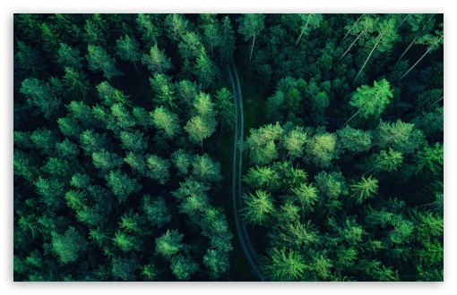 Coniferous Forest Aerial View UltraHD Wallpaper for UHD 16:9 2160p 1440p 1080p 900p 720p ; 8K UHD TV 16:9 Ultra High Definition 2160p 1440p 1080p 900p 720p ; UltraWide 21:9 24:10 ; Widescreen 16:10 5:3 WHXGA WQXGA WUXGA WXGA WGA ; Fullscreen 4:3 5:4 3:2 UXGA XGA SVGA QSXGA SXGA DVGA HVGA HQVGA ( Apple PowerBook G4 iPhone 4 3G 3GS iPod Touch ) ; Tablet 1:1 ; Mobile 9:16 2:3 3:5 3:4 - ;