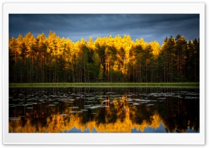 Coniferous Forest, Golden Sunlight, Dark Stormy Sky Ultra HD Wallpaper for 4K UHD Widescreen desktop, tablet & smartphone