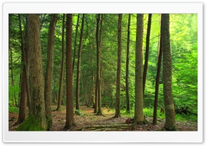 Coniferous Forest Hike Ultra HD Wallpaper for 4K UHD Widescreen desktop, tablet & smartphone