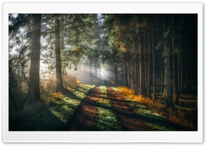 Coniferous Forest, Road, Sun Rays Shines Through Trees Ultra HD Wallpaper for 4K UHD Widescreen desktop, tablet & smartphone