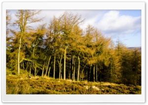 Coniferous Forest Trees Ultra HD Wallpaper for 4K UHD Widescreen desktop, tablet & smartphone