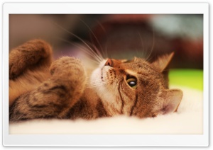 Cool Cat Ultra HD Wallpaper for 4K UHD Widescreen desktop, tablet & smartphone