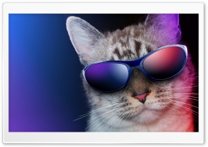 Cool Cat Ultra HD Wallpaper for 4K UHD Widescreen desktop, tablet & smartphone